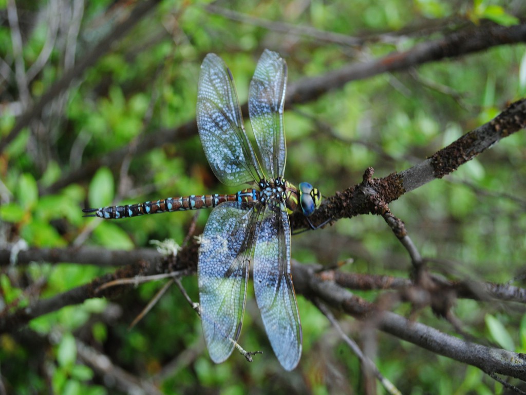 DSC_0175_dragonfly